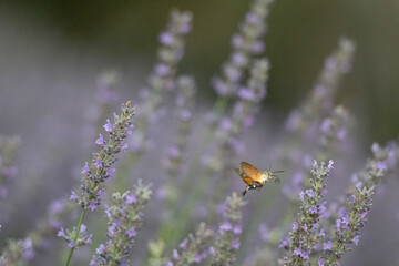 Hawk moth collecting nectar from lavender flowers.Lavender garden, copy area. Blurred background.