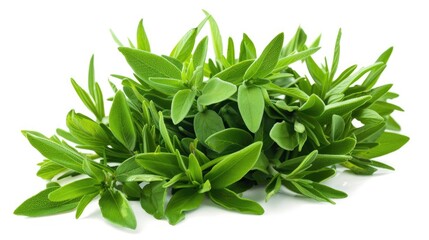 Fresh garden savory isolated on white