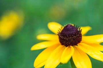 Black-eyed Susan