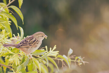sparrow on a branch chewing flower
