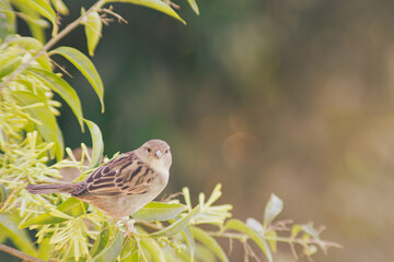 sparrow on a branch of lady of the night looking at camera
