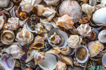 Ocean coast. Seashells background. Texture of the sea shells.