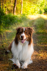 Australian shepherd lying in the forest