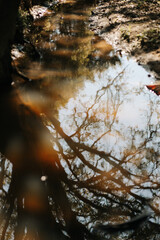reflections of trees in the waters of a stream or lake.