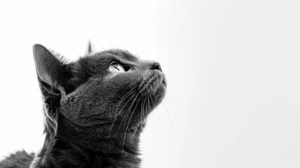 Remastered Image of 16 Month Old Chartreux Cat on White Background