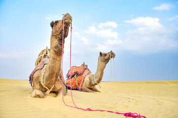 Frontal image of two camels intertwined in desert with bright blue sky in back