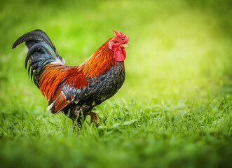 Beautiful Rooster standing on the grass in blurred nature green background.