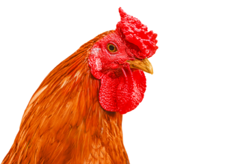 Beautiful Hen portrait isolated on white background with clipping path.