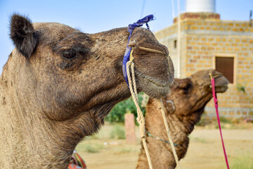 Image of two camels sideways with background of buildings in desert at Jaisalmer
