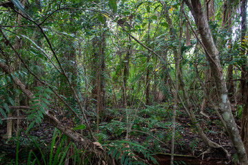 Hiking coastal swampy forest north of Cairns in Far North Queensland, Australia