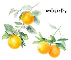 Watercolor Illustration of oranges, leaves, and flowers, creating a vibrant composition
