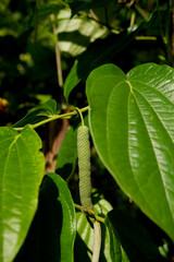 Piper Betle Linn plant and it has fruit