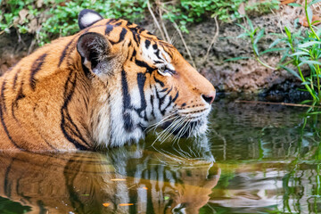 tiger in the Houston zoo, Texas, USA