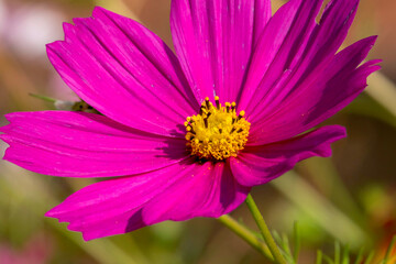 Obraz premium Schmuckkörbchen (Cosmos bipinnatus)
