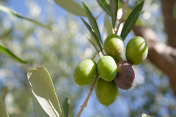 Ripening olives grow on the branch, close-up. Olive tree background for publication, design,...