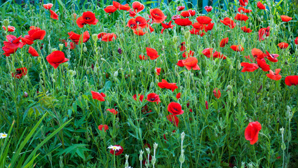 field of red poppies
