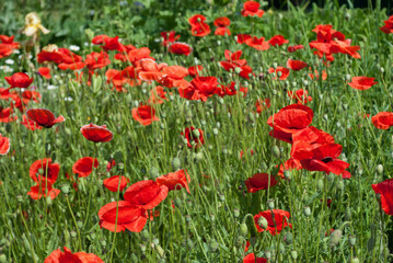 red poppies on a background of green leaves