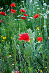 red poppies on a background of green leaves