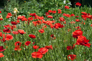red poppies on a background of green leaves