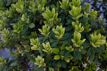 Obraz premium Evergreen japanese pittosporum. Background from green leaves Australian laurel for publication, design, poster, calendar, post, screensaver, wallpaper, cover. High quality photo