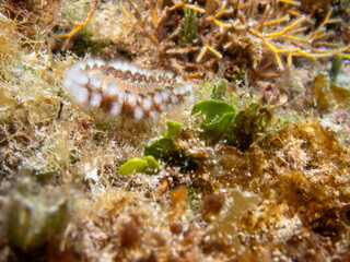 The bearded fireworm (Hermodice carunculata) is a fascinating marine bristleworm found in the tropical waters of the Caribbean in Cozumel, Mexico.  Underwater photography and travel.