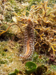 The bearded fireworm (Hermodice carunculata) is a fascinating marine bristleworm found in the tropical waters of the Caribbean in Cozumel, Mexico.  Underwater photography and travel.