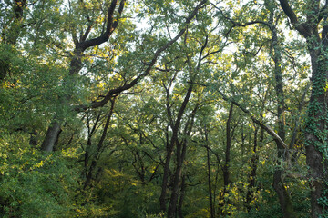 Forest landscape. Summer fairy forest with bright sunny rays shining through the trees for publication, poster, calendar, screensaver, wallpaper, post, banner, cover. High quality photo