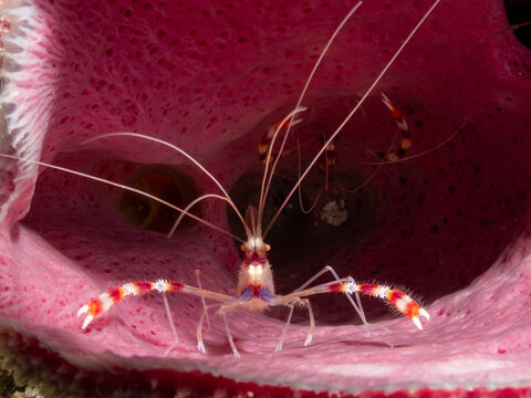 Banded Coral Shrimp (Stenopus hispidus), or boxer shrimp, is a saltwater invertebrate found in tropical coral reefs in Cozumel, Mexico.  Underwater photography and travel.