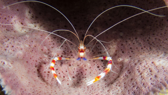 Banded Coral Shrimp (Stenopus hispidus), or boxer shrimp, is a saltwater invertebrate found in tropical coral reefs in Cozumel, Mexico.  Underwater photography and travel.