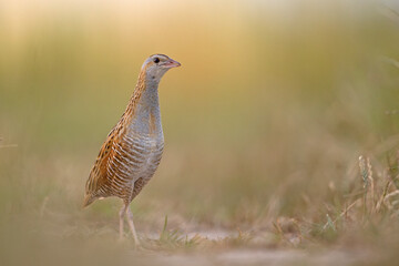 Derkacz (Crex crex) © Grzegorz