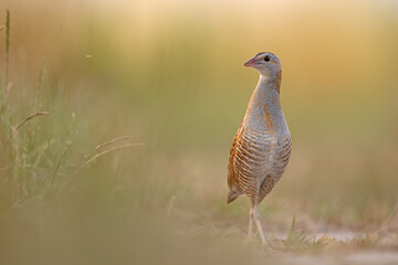 Derkacz (Crex crex)