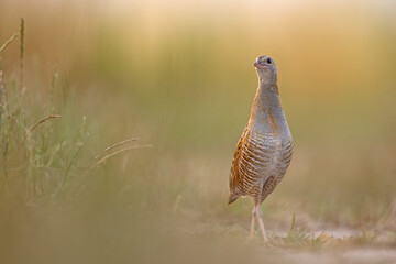 Derkacz (Crex crex)