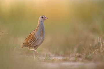 Derkacz (Crex crex)