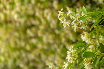 Jaśmin gwiazdkowy biały (Trachelospermum jasminoides) w parku Sempione w Mediolanie