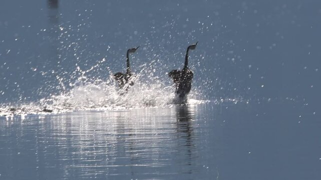Super slow motion clip of a pair of western grebes (aechmophorus occidentalis) doing their mating rush in Eagle Lake in Lassen County California, USA.