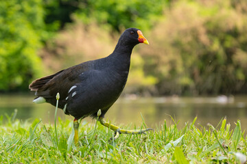 Kokoszka (Gallinula chloropus) w parku w Mediolanie