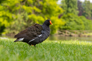 Kokoszka (Gallinula chloropus) w parku w Mediolanie © Grzegorz
