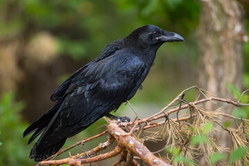Młody kruk (Corvus corax) © Grzegorz