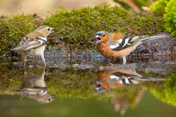 Zięby (Fringilla coelebs) w leśnym poidełku