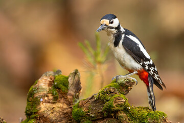 Dzięcioł duży (Dendrocopos major) © Grzegorz