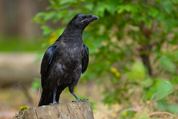 Młody kruk (Corvus corax) © Grzegorz