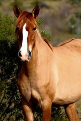 Fototapeta premium Portrait of a Wild Horse 