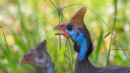 Helmeted Guineafowl in the grass