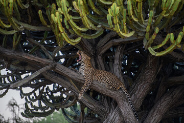 leopard on tree