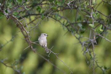 Ashy flycatcher on branch