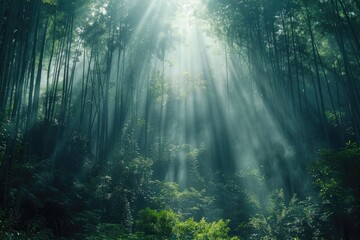 Obraz premium A forest with sunlight shining through the trees