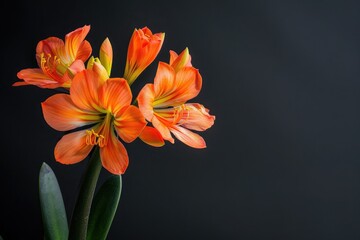 Obraz premium A single clivia, its bright orange flowers bold and eye-catching against the dark charcoal background. The image captures the robust and shade-loving nature of clivia.