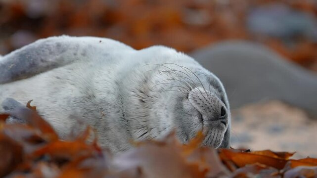 Golden seal sleeping at Ytri Tunga beach Iceland. Harbor seals, Western fjords, Iceland. Harbor seals in the waters of the Skotur fjord near Litlibaer, Western Fjords, Iceland