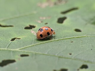 Epilachna borealis perched on a leaf