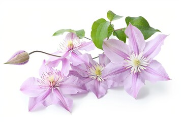 Obraz premium Clematis Flower Isolated on White Background